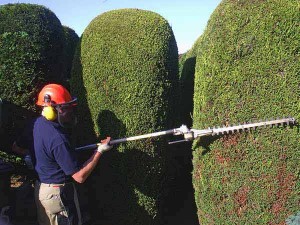 manutenzione giardini condominiali